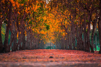 Trees in forest during autumn