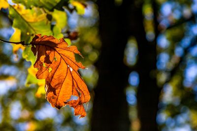 Close-up of orange maple leaves on tree