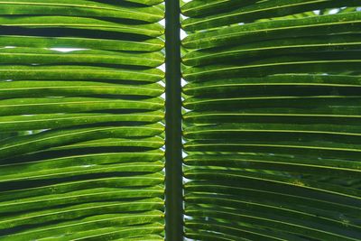 Full frame shot of palm leaf