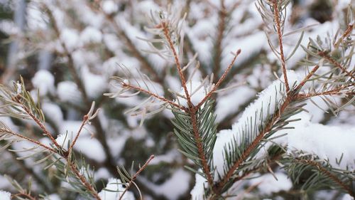 Close-up of snow covered pine tree
