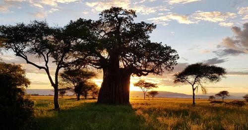 Trees on field against sky during sunset