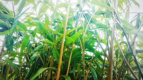 Full frame shot of green leaves