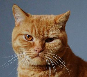 Close-up portrait of ginger cat