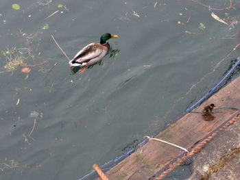 High angle view of ducks swimming on lake