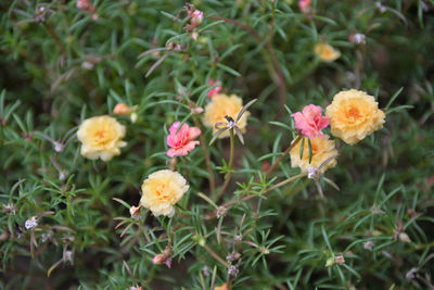Close-up of flowers blooming outdoors