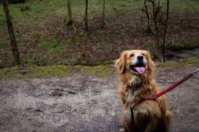 Portrait of dog