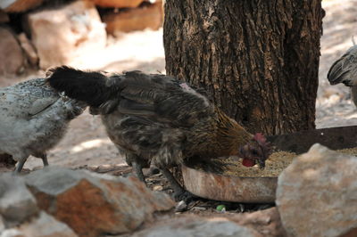 Birds perching on tree trunk