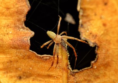 Close-up of spider