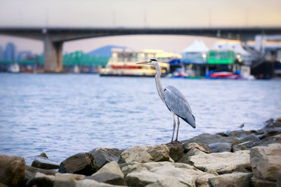 Bird perching on rock