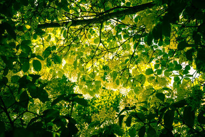 Low angle view of trees