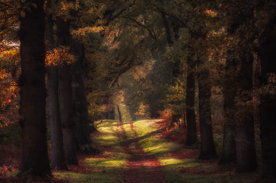 Trees in forest during autumn