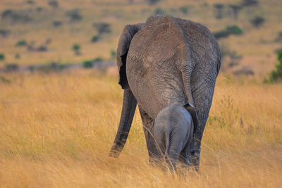 Close-up of elephant on field