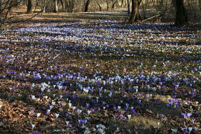 View of flowers growing in field