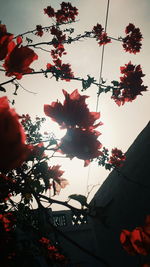 Low angle view of silhouette tree against sky