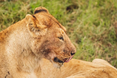 Close-up of lioness