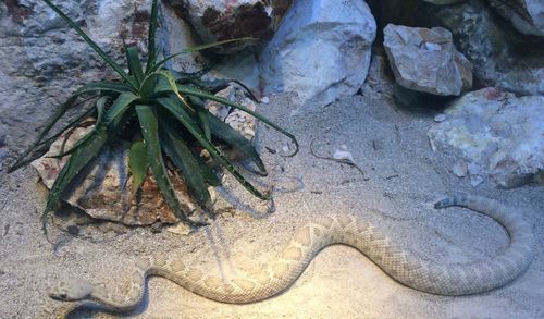 High angle view of snake on rock
