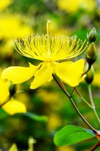 Close-up of yellow flower