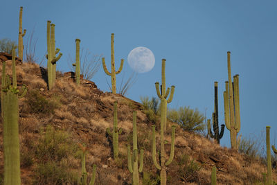 Low angle view of saguaro cactus growing on ridge against clear sky with nearly full moon