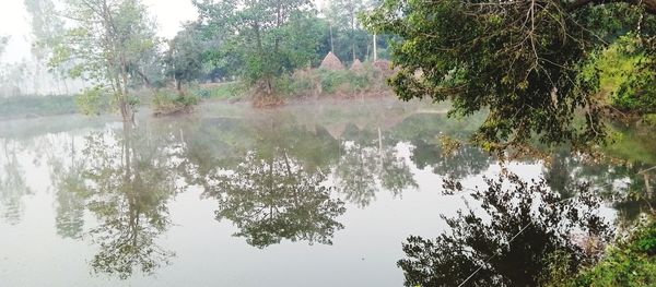 Scenic view of lake in forest