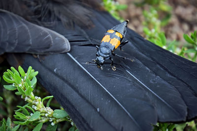 Close-up of butterfly on leaf