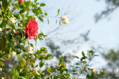 Close-up of red berries on tree