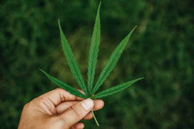 Close-up of hand holding plant