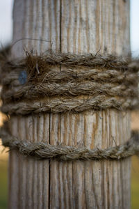 Close-up of rope tied to tree