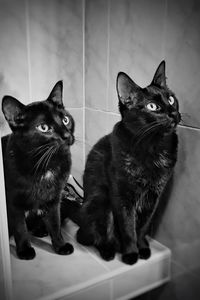 Black cat sitting on tiled floor