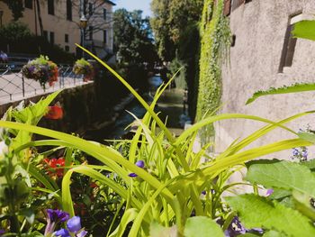 Close-up of flowering plants by building