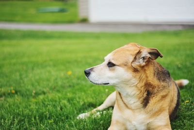 Close-up of dog on field