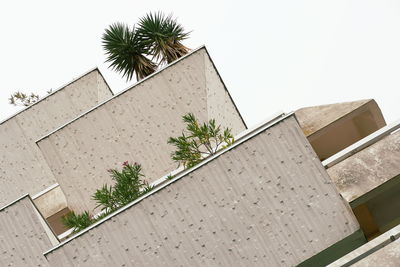 Low angle view of palm tree against building