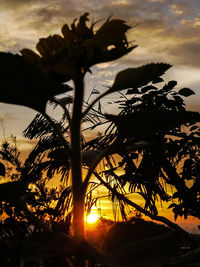 Silhouette trees against sky during sunset