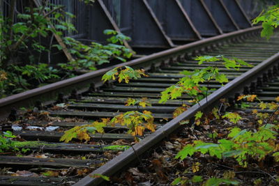 Plants growing on railroad track