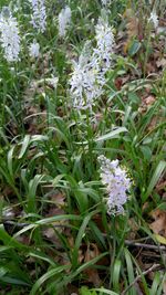 Close-up of flowers blooming on field