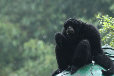 Monkey sitting on a tree