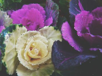 Close-up of flowers in water