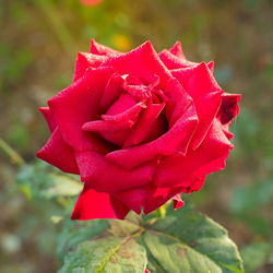 Close-up of red rose blooming outdoors