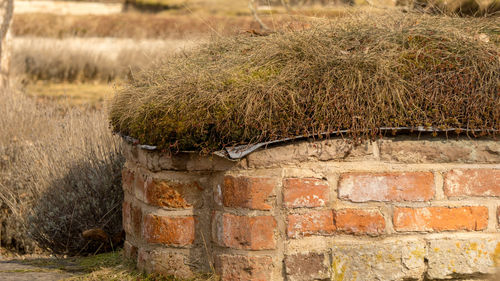 Plants growing on field by wall