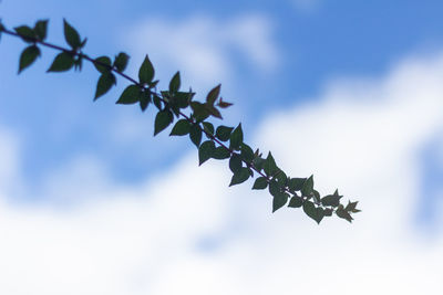 Low angle view of leaves against sky