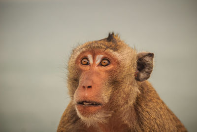 Portrait of monkey looking away against gray background