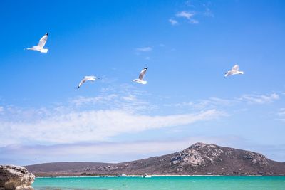 Seagulls flying in blue sk