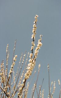 Low angle view of flowering plant against clear sky