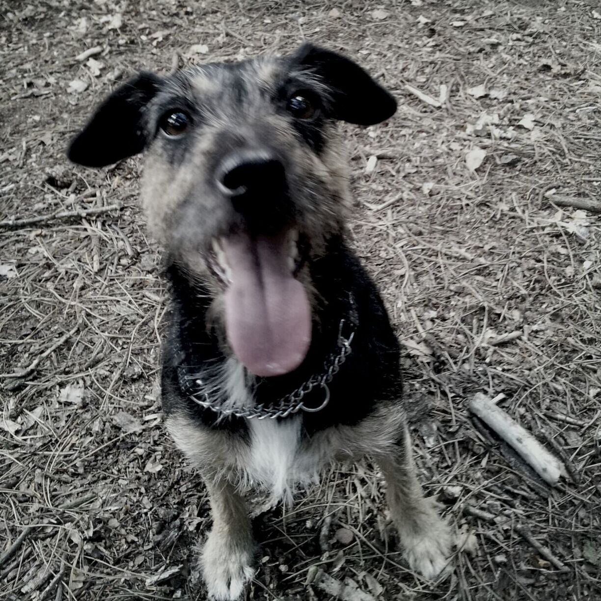 animal themes, one animal, dog, mammal, portrait, pets, domestic animals, looking at camera, high angle view, field, young animal, sitting, front view, mouth open, outdoors, day, standing, full length, no people, sticking out tongue