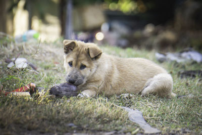 Puppies playing in the garbage, looking dirty, sloppy and ragged.