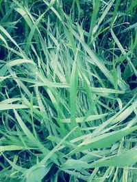 grass