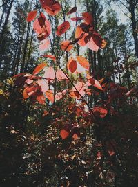 Low angle view of trees during autumn