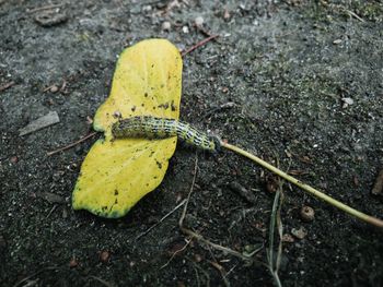 High angle view of lizard on ground