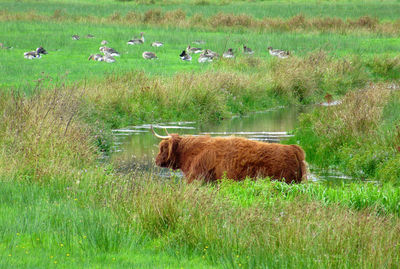 Sheep in a field