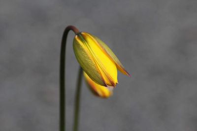 Close-up of yellow flower