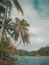 Palm trees by sea against sky